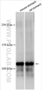 ATP4A Antibody in Western Blot (WB)