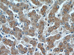 NUDT19 Antibody in Immunohistochemistry (Paraffin) (IHC (P))