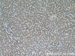 NUDT19 Antibody in Immunohistochemistry (Paraffin) (IHC (P))