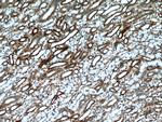 NUDT19 Antibody in Immunohistochemistry (Paraffin) (IHC (P))