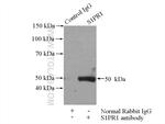 S1PR1/EDG1 Antibody in Immunoprecipitation (IP)