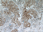 LTB4R Antibody in Immunohistochemistry (Paraffin) (IHC (P))