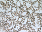 PRKG2 Antibody in Immunohistochemistry (Paraffin) (IHC (P))