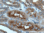 AVPR1B Antibody in Immunohistochemistry (Paraffin) (IHC (P))