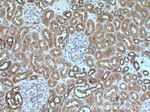 AVPR1B Antibody in Immunohistochemistry (Paraffin) (IHC (P))