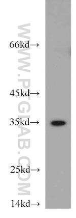 PSMB11 Antibody in Western Blot (WB)