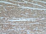 PPP3CB Antibody in Immunohistochemistry (Paraffin) (IHC (P))