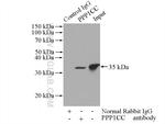 PPP1CC Antibody in Immunoprecipitation (IP)