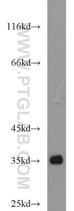 PPP1CC Antibody in Western Blot (WB)