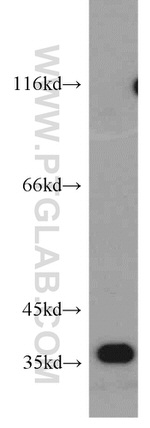 PPP1CC Antibody in Western Blot (WB)