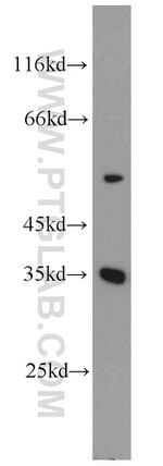 PPP1CC Antibody in Western Blot (WB)