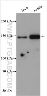 NAIP Antibody in Western Blot (WB)
