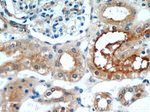 LNPEP Antibody in Immunohistochemistry (Paraffin) (IHC (P))