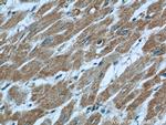 LNPEP Antibody in Immunohistochemistry (Paraffin) (IHC (P))