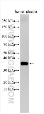 STX1A Antibody in Western Blot (WB)