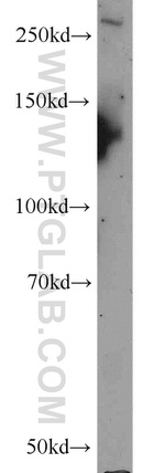TAF1L Antibody in Western Blot (WB)