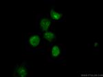 RCOR3 Antibody in Immunocytochemistry (ICC/IF)