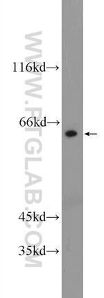 RCOR3 Antibody in Western Blot (WB)