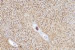 SLCO2B1 Antibody in Immunohistochemistry (Paraffin) (IHC (P))