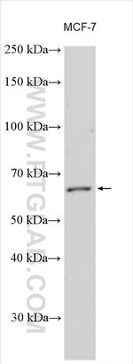 SLCO2B1 Antibody in Western Blot (WB)