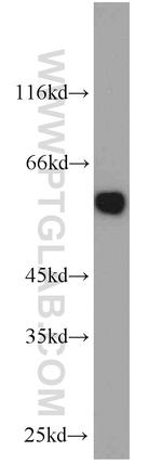 PTBP1 Antibody in Western Blot (WB)