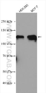 ATP1A1 Antibody in Western Blot (WB)