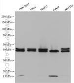 SET Antibody in Western Blot (WB)