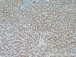 OXER1 Antibody in Immunohistochemistry (Paraffin) (IHC (P))