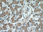 OXER1 Antibody in Immunohistochemistry (Paraffin) (IHC (P))