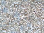 OXER1 Antibody in Immunohistochemistry (Paraffin) (IHC (P))