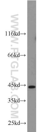 OXER1 Antibody in Western Blot (WB)