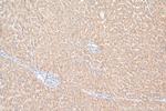 ACADM Antibody in Immunohistochemistry (Paraffin) (IHC (P))