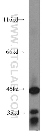 ACADM Antibody in Western Blot (WB)