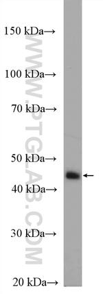 ACADM Antibody in Western Blot (WB)