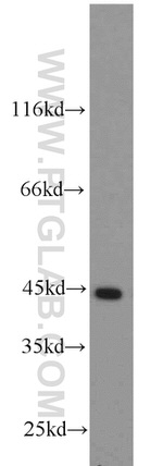 ACADM Antibody in Western Blot (WB)