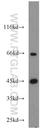 ACADM Antibody in Western Blot (WB)
