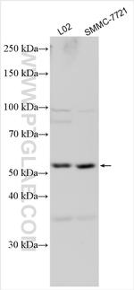 CYP8B1 Antibody in Western Blot (WB)