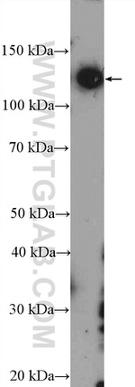 BNC2 Antibody in Western Blot (WB)