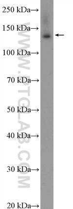 BNC2 Antibody in Western Blot (WB)