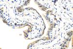 UPK3A Antibody in Immunohistochemistry (Paraffin) (IHC (P))