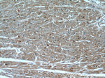 ENO3 Antibody in Immunohistochemistry (Paraffin) (IHC (P))