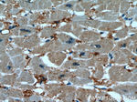 ENO3 Antibody in Immunohistochemistry (Paraffin) (IHC (P))