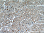 ENO3 Antibody in Immunohistochemistry (Paraffin) (IHC (P))