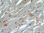 ENO3 Antibody in Immunohistochemistry (Paraffin) (IHC (P))