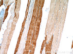 ENO3 Antibody in Immunohistochemistry (Paraffin) (IHC (P))