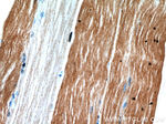 ENO3 Antibody in Immunohistochemistry (Paraffin) (IHC (P))