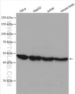 ENO3 Antibody in Western Blot (WB)