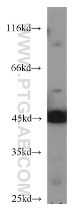 ENO3 Antibody in Western Blot (WB)