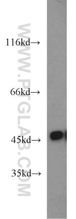 ENO3 Antibody in Western Blot (WB)