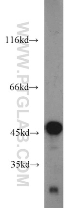 ENO3 Antibody in Western Blot (WB)